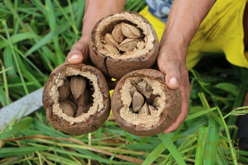 Brazilian nuts, economic support for amazonian people