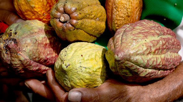 Organic cacao native