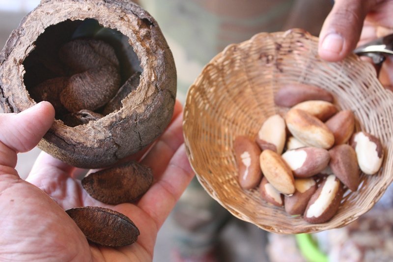 Amazonian brazilian nuts from Peru